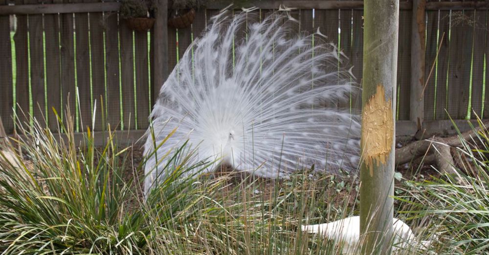 White Peacock, Open