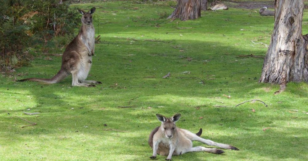 Easter Gray Kangaroos