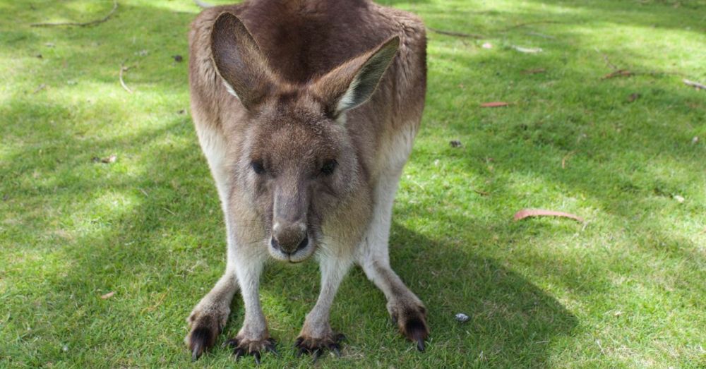 Eastern Gray Kangaroo