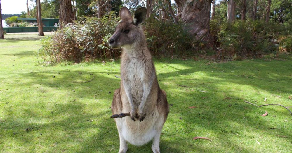 Eastern Gray Kangaroo