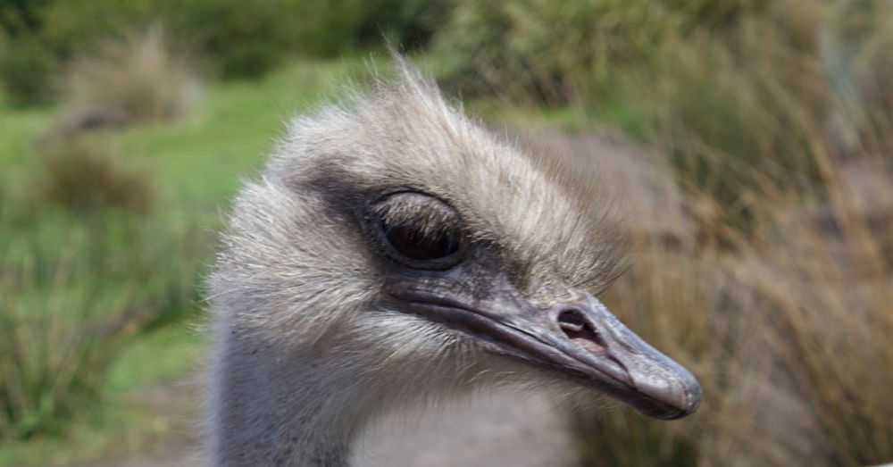 Angry Ostrich