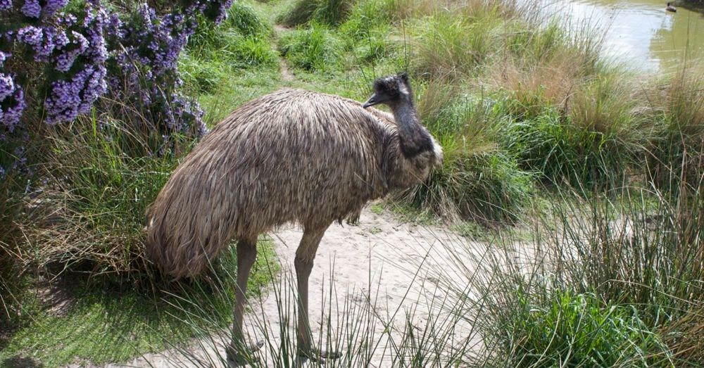 Emu