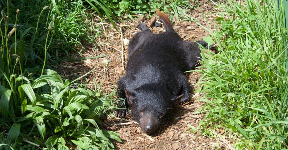 Tasmanian devil soaking up the sun.