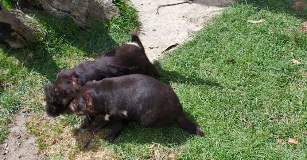 Lunch time for the devils.