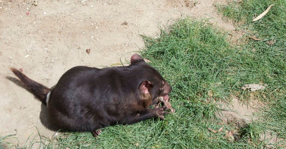 Tasmanian devil 