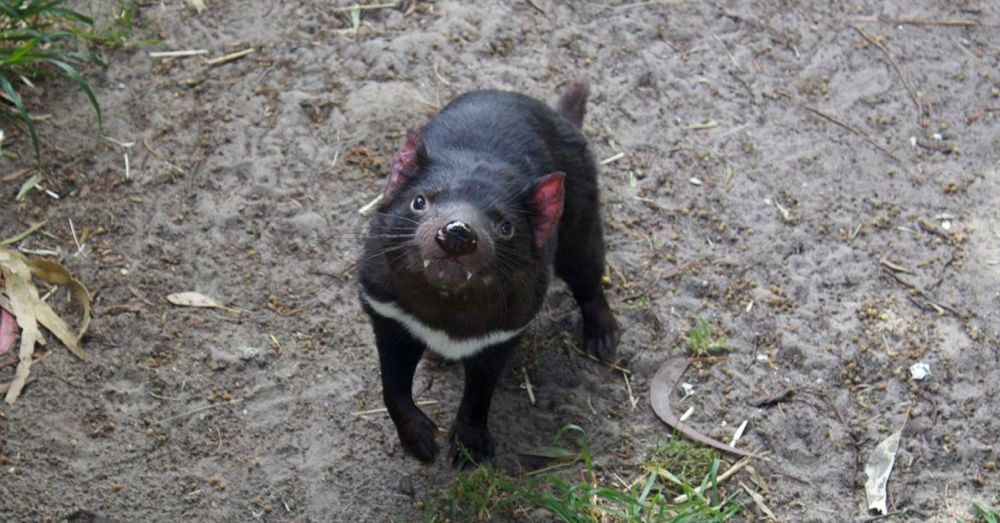 Tasmanian devil