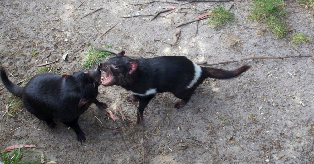 Tasmanian devils fighting over lunch.