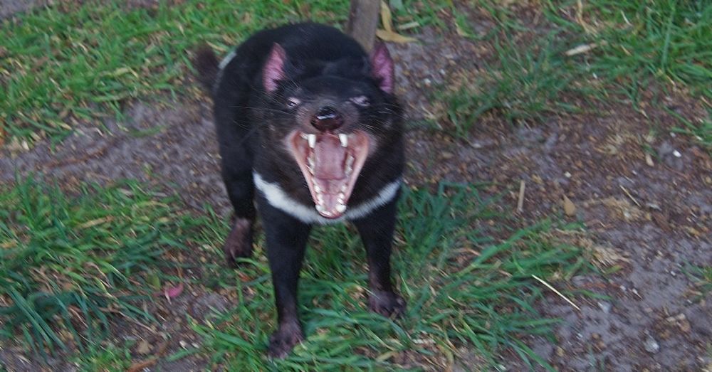 Tasmanian devil