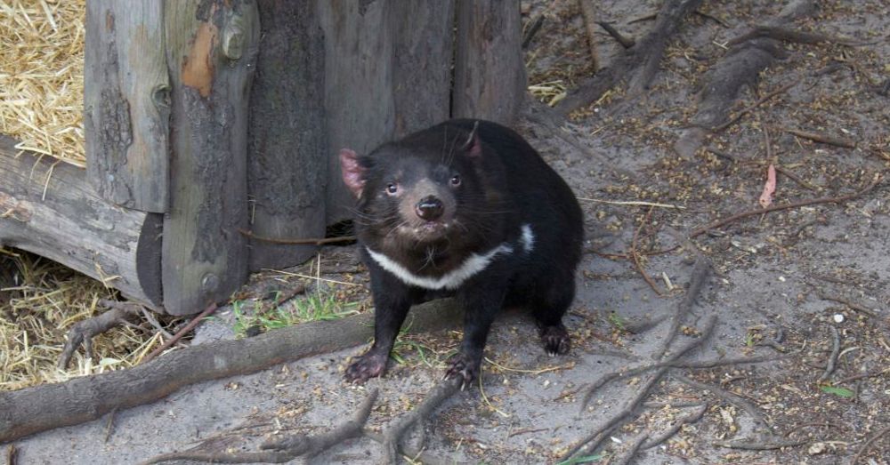 Tasmanian devil