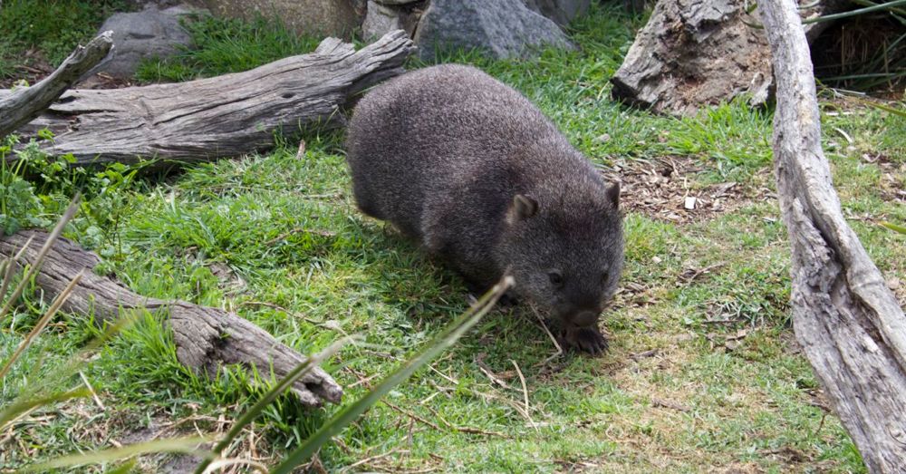 Mabel the wombat