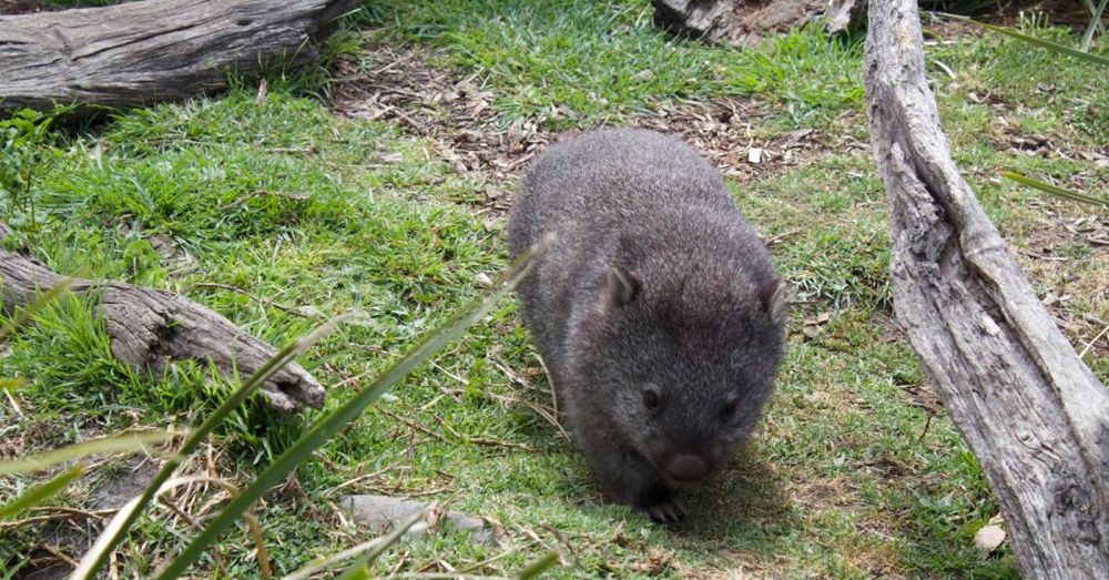 Mabel the wombat 
