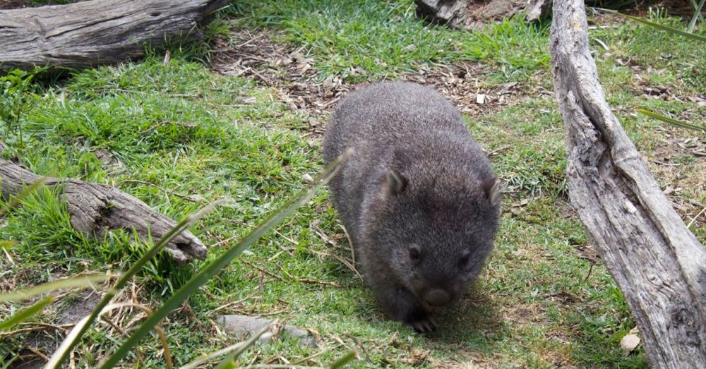 Mabel the wombat