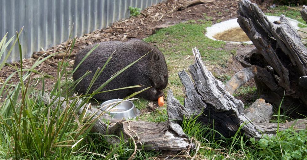 Mabel the wombat likes carrots.