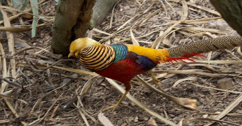 Golden Pheasant