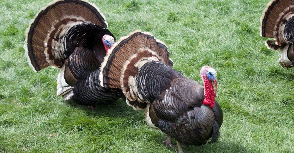 Turkeys