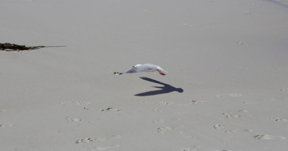 Seagull in flight