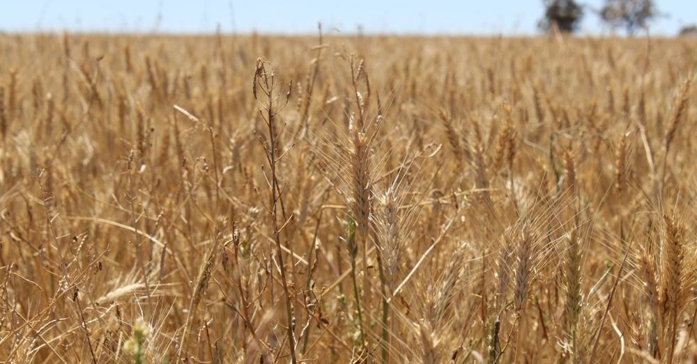 Wheat Field