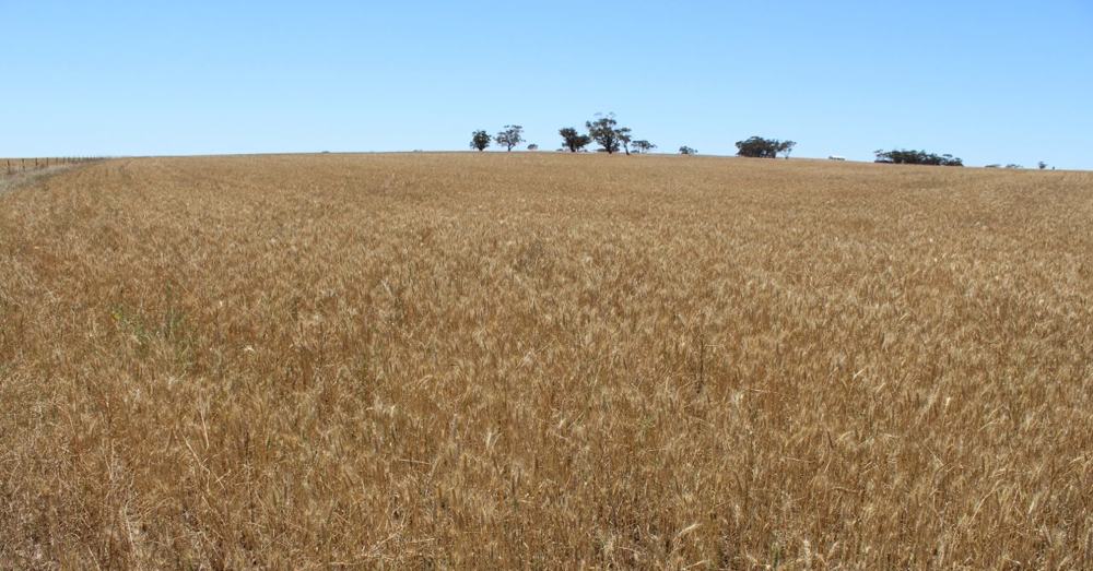Big (Organic) Wheat
