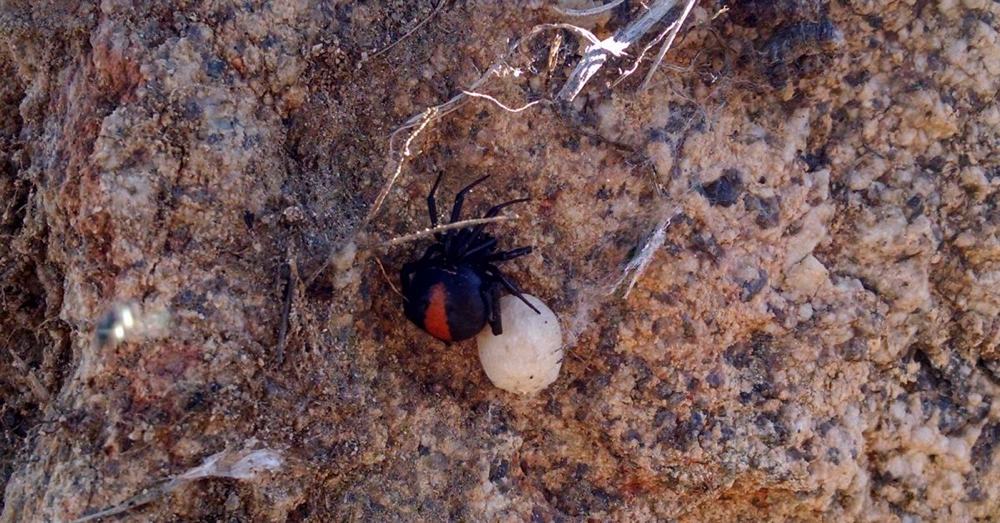 Red backed spider