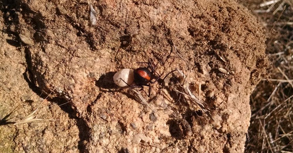 Red backed spider