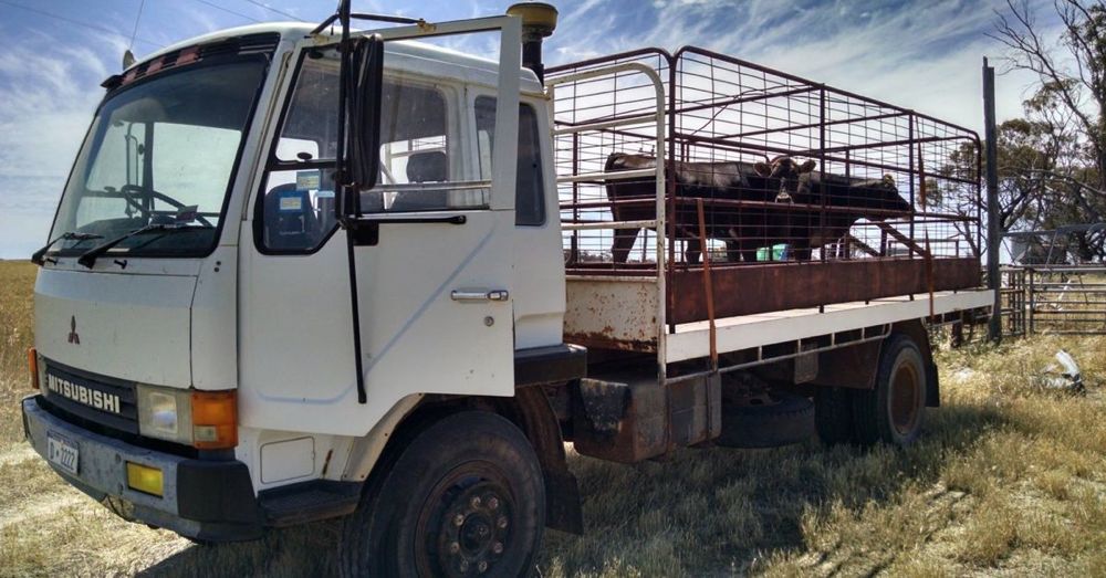 Moving cows.