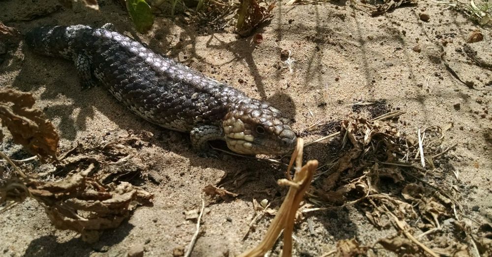 Lizard