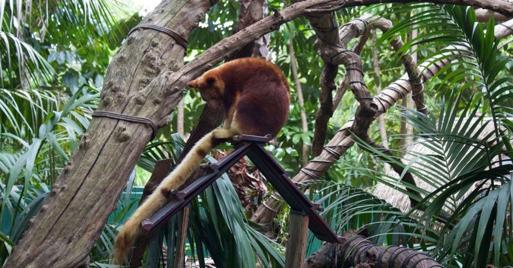 Perth Zoo: Tree Kangaroo