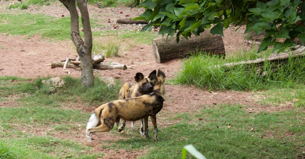 Perth Zoo: Wild Painted Dog