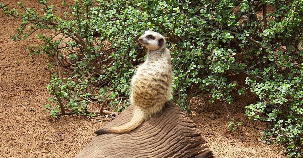 Perth Zoo: Meerkat