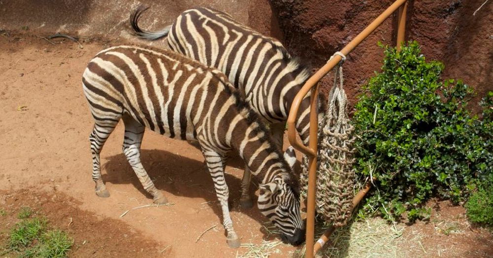 Perth Zoo: Zebras