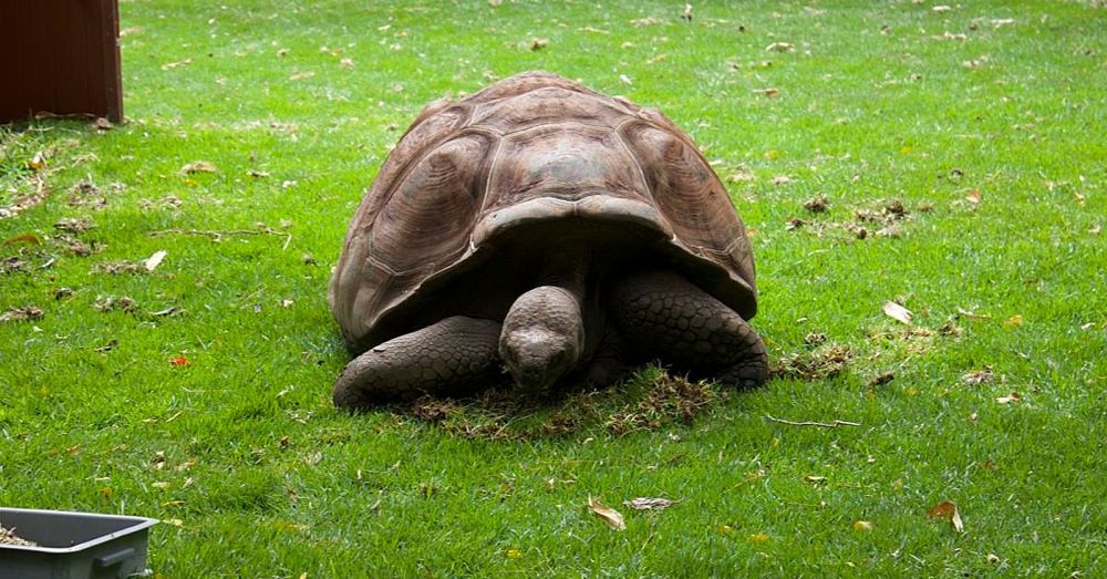 Perth Zoo: Galapagos Tortoise