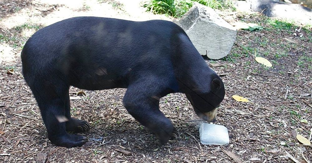 Perth Zoo: Sun bear