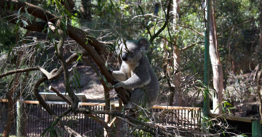 Perth Zoo: Slater