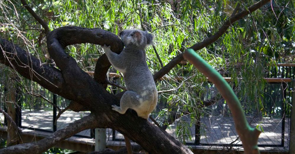 Perth Zoo: Slater