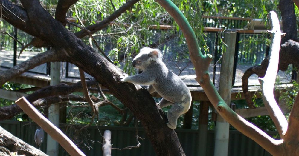 Perth Zoo: Slater