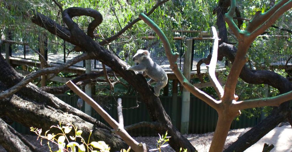 Perth Zoo: Slater