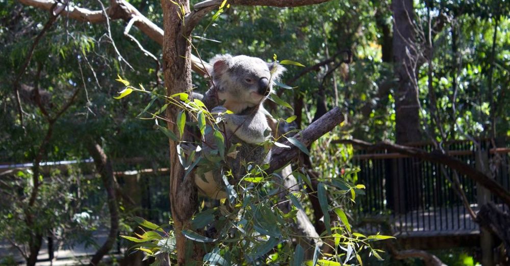 Perth Zoo: Slater