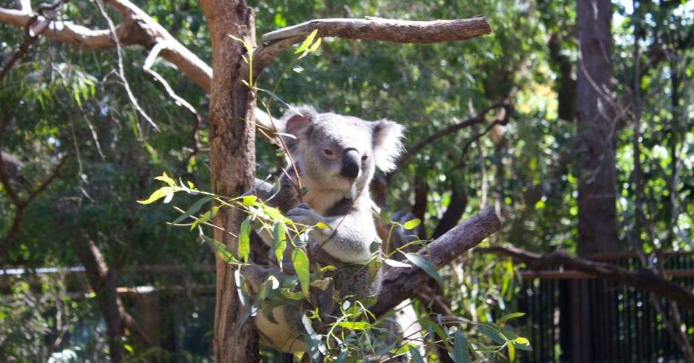 Perth Zoo: Slater