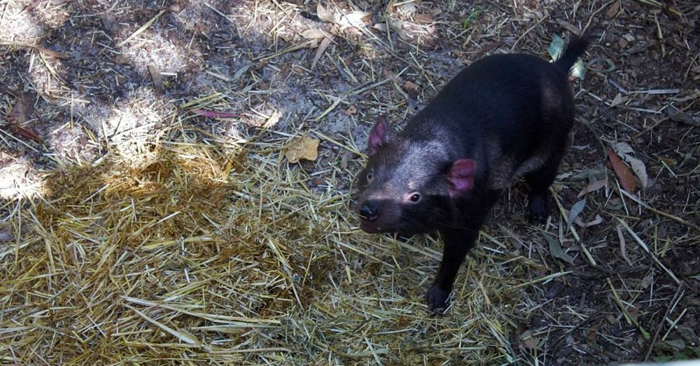 Perth Zoo: Tasmanian Devil