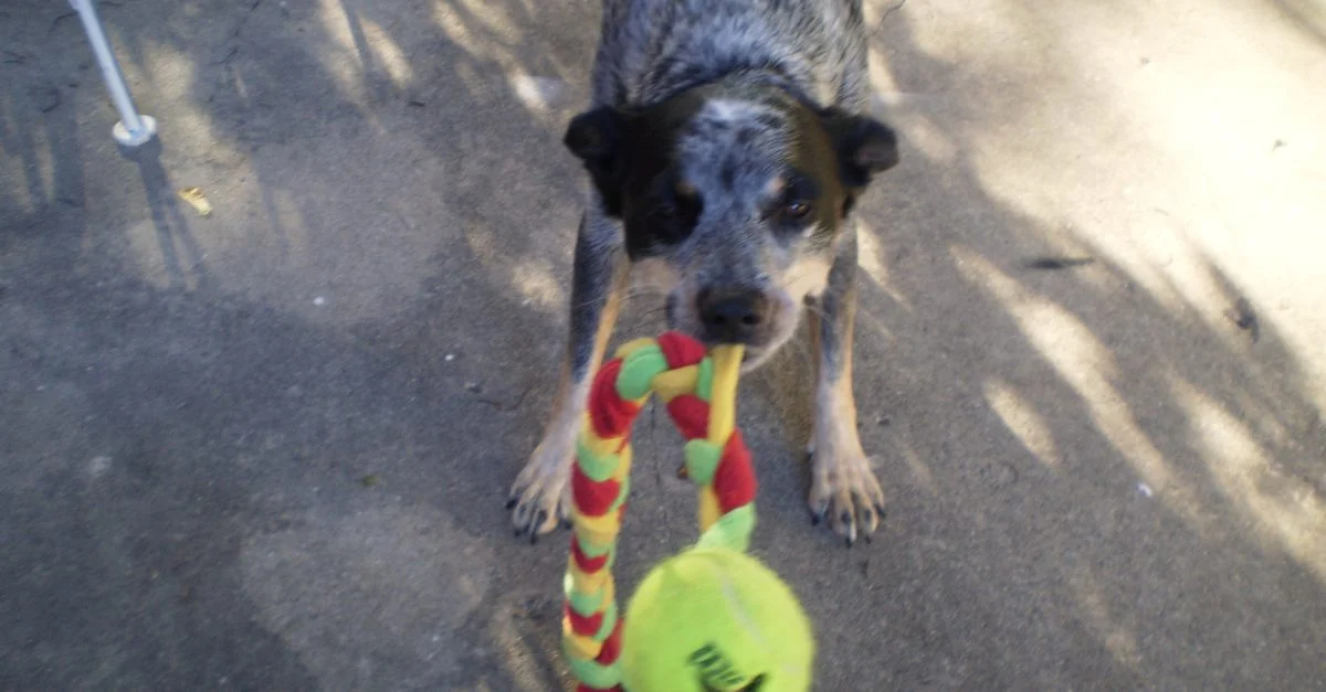 Playing her favorite game with a new pull toy.