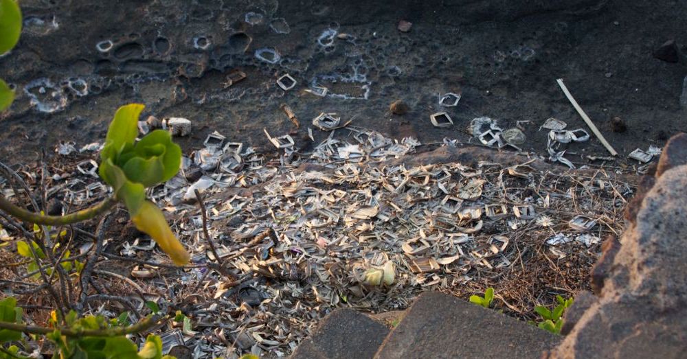 When the day is done, the canang sari are discarded.