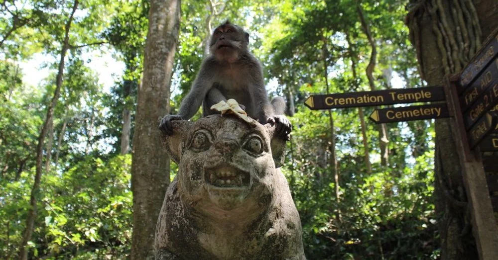 Mean Monkey Monday