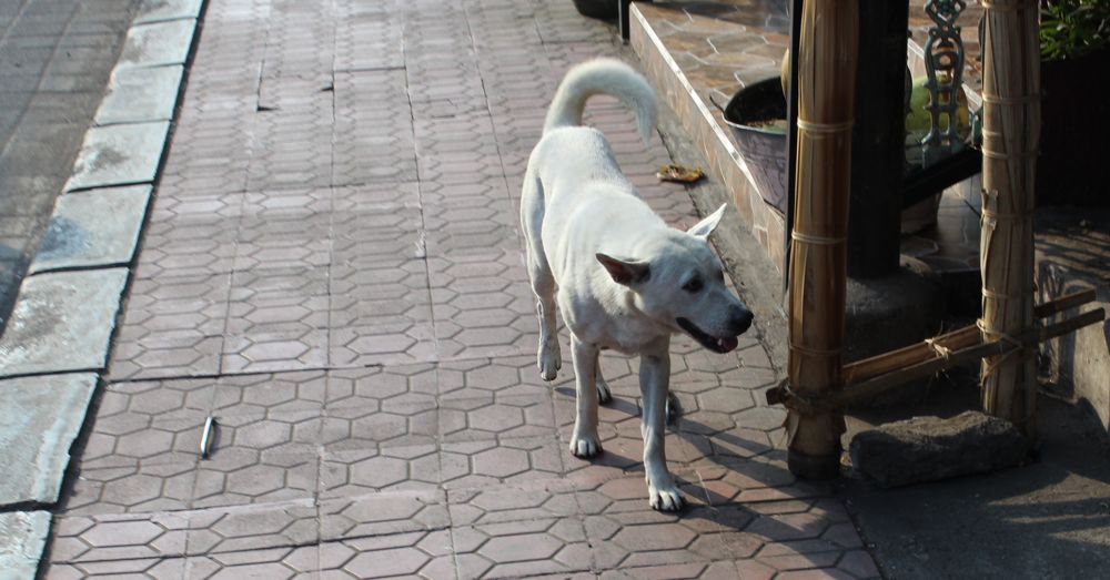 bali-dog-11.jpg