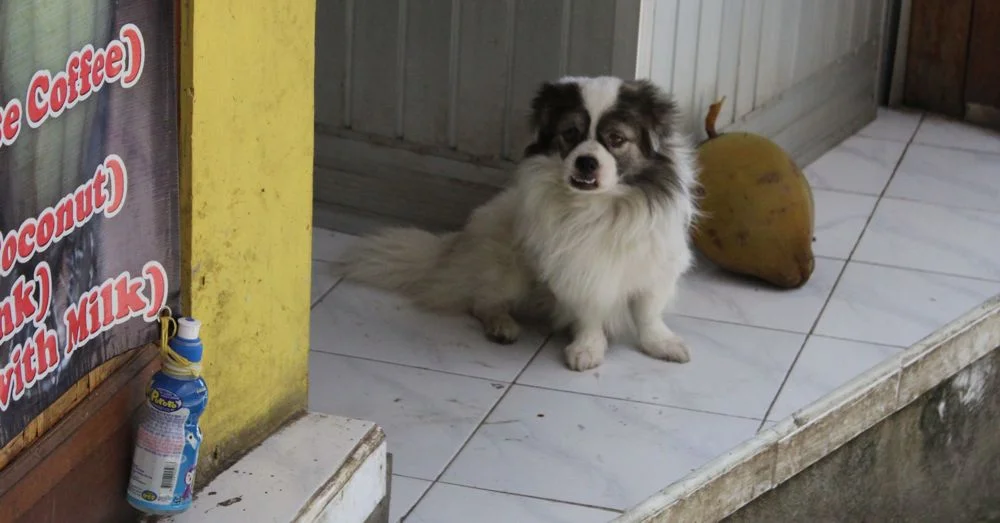 A Gallery of Bali Dogs | Taking on the World