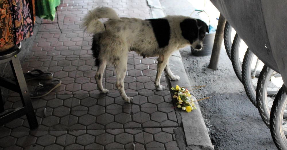 bali-dog-14.jpg