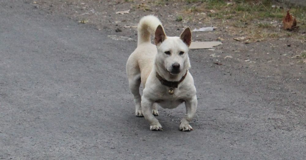  The funniest dog in Bali. 