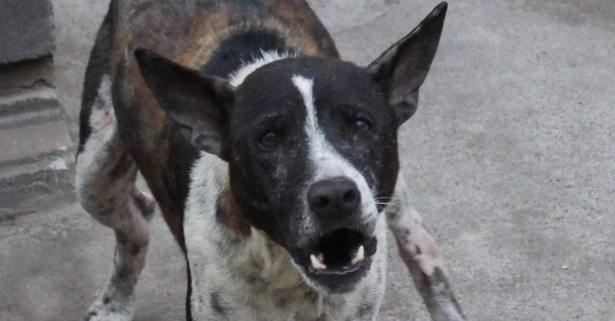 A Gallery of Bali Dogs