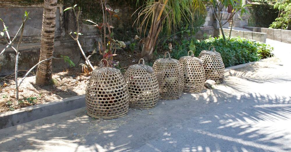 Roosters in Baskets, I