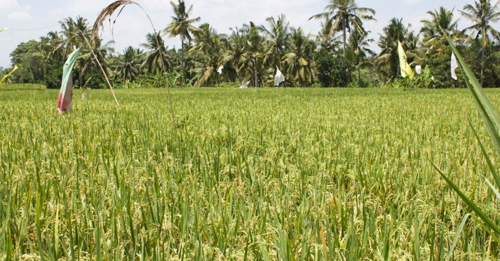 Rice Paddy