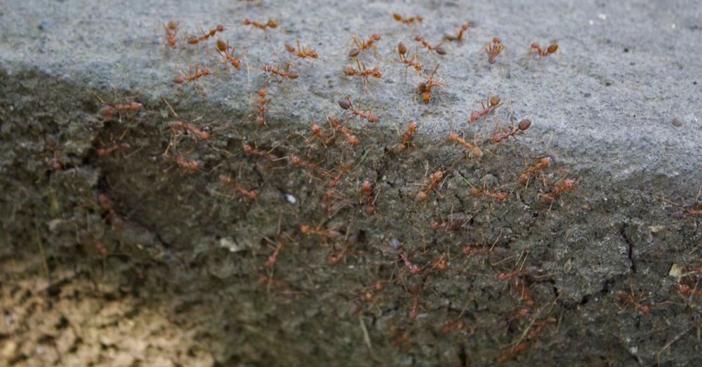 Ants
